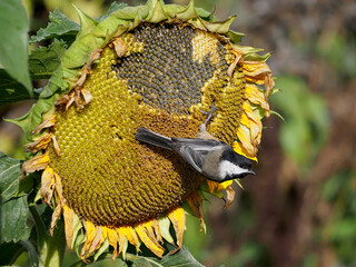 Black-capped Chickadee on a large sunflower © John Rakestraw