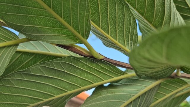Extreme close-up of green guava tree leaves showing detailed veins against blue sky