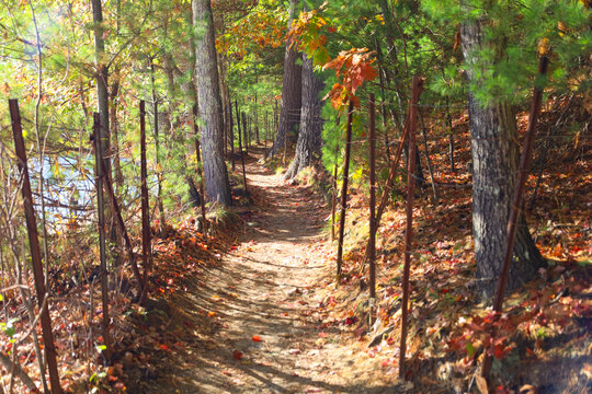 Scenic Woodland Trail Bordered by Autumn Foliage Along Walden Pond in Concord