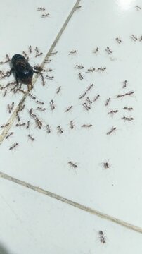 A swarm of tiny ants attacking a larger beetle on a tiled floor.