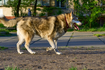 Cheerful Laika walks purposefully about her business. © Igor