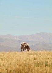 A herd of cows is grazing in the mountains. © Angelina Zhuravleva 