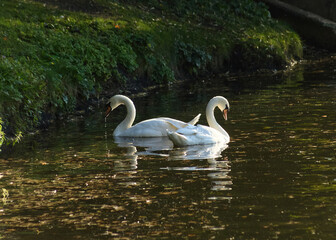 Two swans on the pond in the sunlight. © Angelina Zhuravleva 
