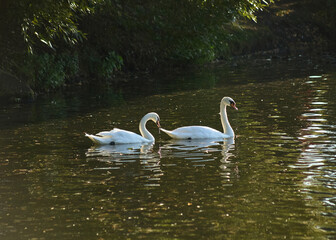 Two swans on the pond in the sunlight. © Angelina Zhuravleva 