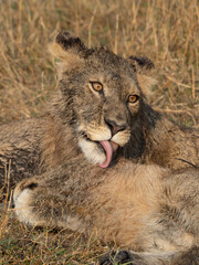 Lions washing © Dave The Mariner
