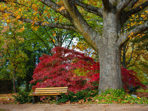 Sanftes sch&ouml;nes Herbstleuchten in goldenen Farben im Park mit gro&szlig;er Eiche und roten Ahorn und einer Bank am Weg im Park, Waldfriedhof