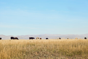 A herd of cows is grazing in the mountains. © Angelina Zhuravleva 