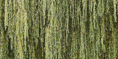 Weeping willow branches cascading into a dense green curtain, creating a natural foliage pattern with intricate texture and a tranquil woodland feel © Bonsales