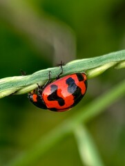 ​Extreme macro photography of a red and black ladybug perched underneath a green plant stem with soft green background © NorAmalina