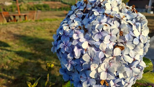 Purple Bigleaf hydrangea flowers in the morning, Hydrangea macrophylla