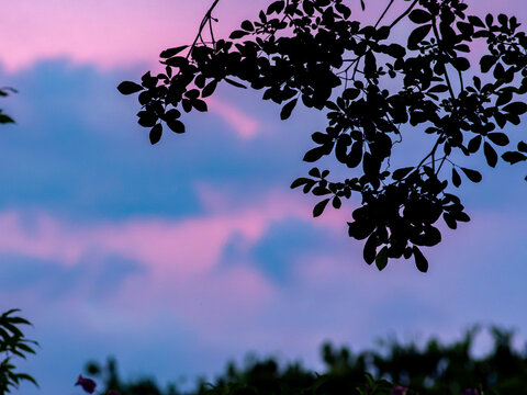 Dark leafy tree branch silhouette against a pink and blue dusk sky with soft blurred clouds, peaceful twilight nature scene with copy space