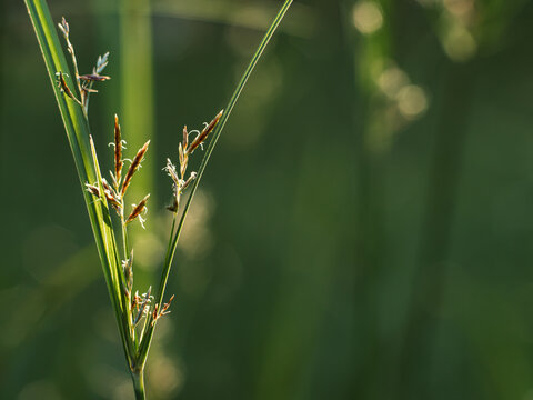 Sunlit green sedge grass with orange-brown flower spikelets on the left and soft blurred green bokeh background with copy space, fresh natural plant macro in warm light