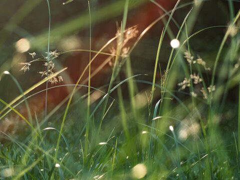 Backlit wild grass and sedge flower heads glowing in warm golden light, delicate curled flower filaments with soft dark blurred background, serene nature macro at sunset