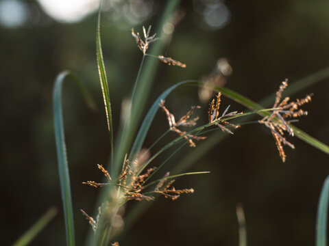 Backlit wild grass and sedge flower heads glowing in warm golden light, delicate curled flower filaments with soft dark blurred background, serene nature macro at sunset