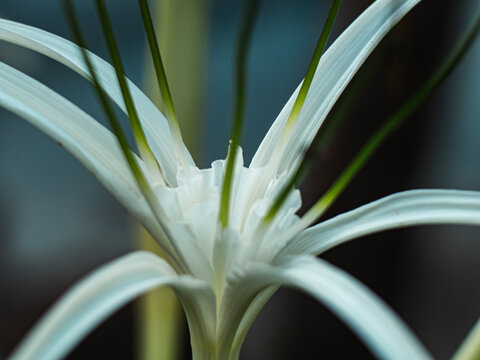 Close-up of a white spider lily flower with long curved ribbon-like petals and green stamens, delicate floral center in soft light with blurred dark teal background, elegant botanical macro