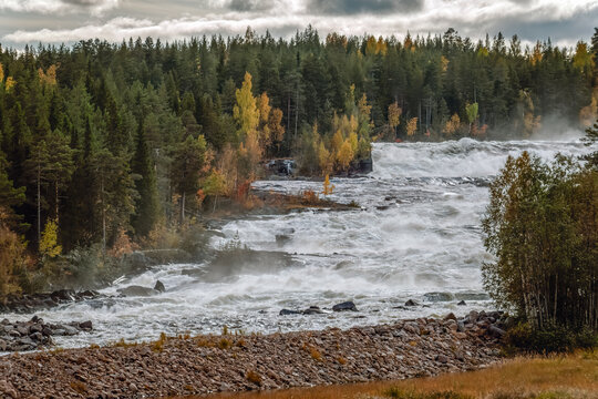 Storforsen, a powerful stretch of the Pite River in northern Sweden, surging over rocky rapids beneath drifting mist and an autumn colored forest under a cloudy sky