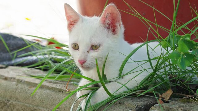 Lazy close-up of white kitten winking in the grass