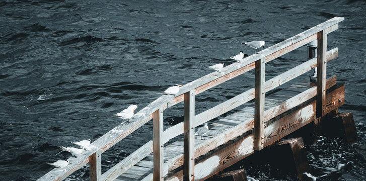 Seabirds Resting on a Weathered Wooden Railing Above Choppy Water