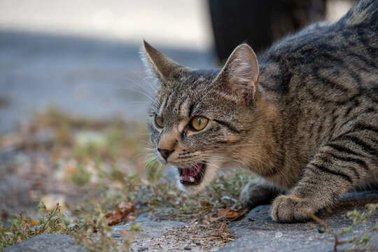 Tabby Cat Portrait with Bright Amber Eyes