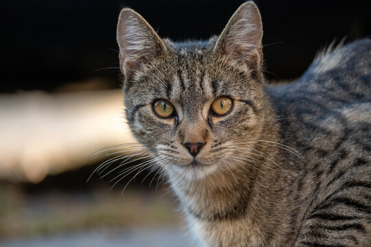 Tabby Cat Portrait with Bright Amber Eyes