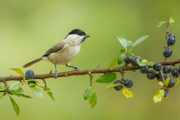 Marsh tit (Poecile palustris) perched on a sloe branch with ripe berries. Small songbird, black cap and bib, soft smooth green background, copy space, wildlife photography. © WojtekWildlife
