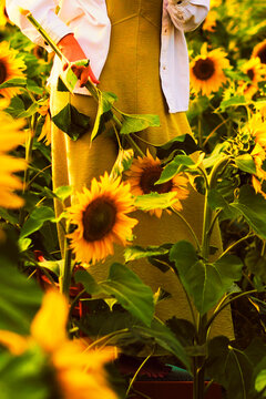 Woman gently holding sunflowers while standing in a bright sunflower field during warm evening sunlight. The authentic countryside atmosphere represents peaceful living, summer lifestyle and nature