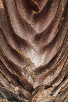 Textured Tropical Plant Trunk Closeup
