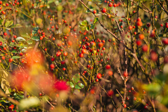 Red Rose Hips on Autumn Shrubs