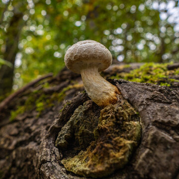 white mushrooms on autumnal tree trunk, moss layer on branch stub in the edge of forest, with scenic bokeh in forest, Rhein valley