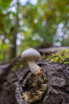 white mushrooms on autumnal tree trunk, moss layer on branch stub in the edge of forest, with scenic bokeh in forest, Rhein valley
