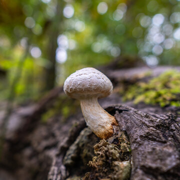 white mushrooms on autumnal tree trunk, moss layer on branch stub in the edge of forest, with scenic bokeh in forest, Rhein valley