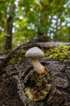 white mushrooms on autumnal tree trunk, moss layer on branch stub in the edge of forest, with scenic bokeh in forest, Rhein valley