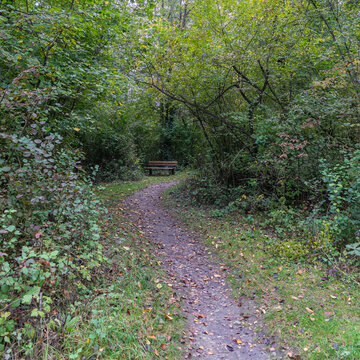 autumnal colored trees, recreatonal place in Rhein valley, with orange and red leaves, yellow grass and gravel road, park bench or barbecue place