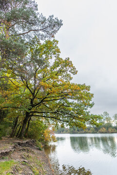 autumnal colored trees on vegetated lakeshore, lake with recreatonal place in Rhein valley, autumnal colored trees with orange and red leaves