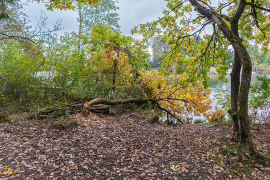 A tree with autumn-colored foliage, felled by a beaver, lies on the bank of a river; autumn in Vorarlberg. beaver activity