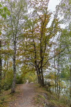 forest path covered with a bed of leaves, autumnal footpath between trees under beautiful colored canopy. forest and bushes stands in fairytale land.