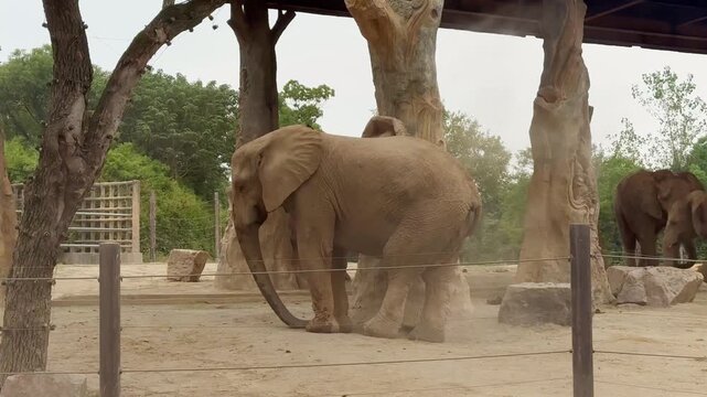 Elephants standing and throwing sand over themselves with their trunks at Shanghai Wild Animal Park, China.