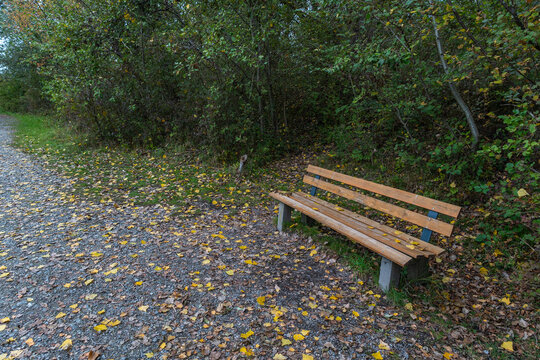 autumnal colored trees, recreatonal place in Rhein valley, with orange and red leaves, yellow grass and gravel road, park bench or barbecue place