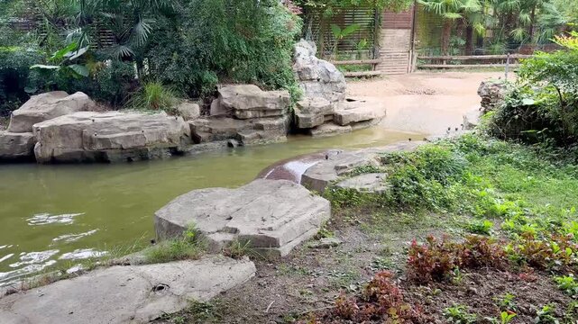 Hippos swimming in the water at Shanghai Wild Animal Park, China.
