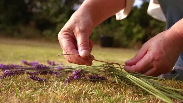 Hand tying bunch of lavender flowers with string for drying