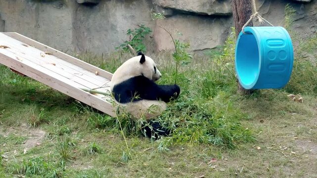 Giant panda sitting on grass and eating leaves at Shanghai Wild Animal Park, China.