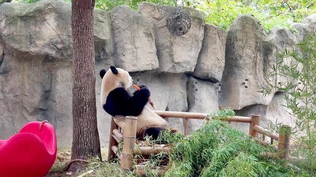 Giant panda sitting on grass and eating leaves at Shanghai Wild Animal Park, China.