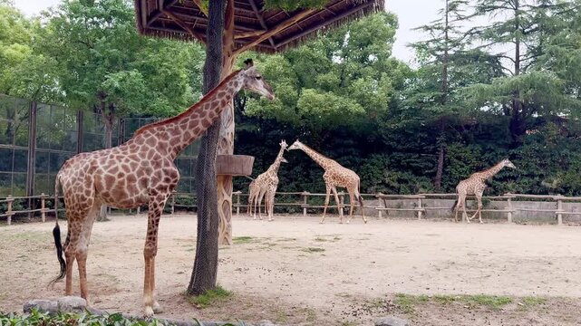 Giraffe standing and eating leaves at Shanghai Wild Animal Park, China.