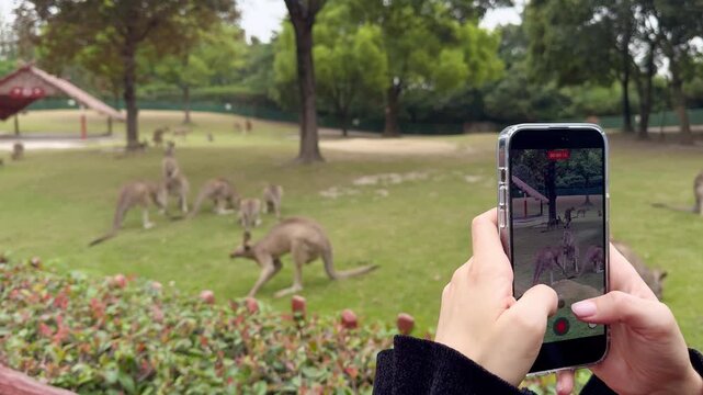 hand holding smartphone and taking photos of a kangaroo at Shanghai Wild Animal Park, China.