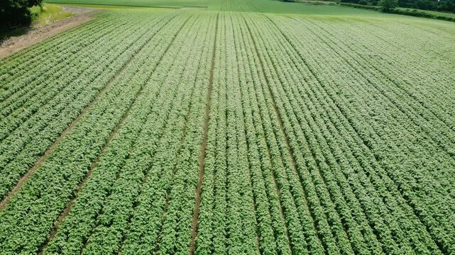 Rows of Potato plants fields in farmland countryside 