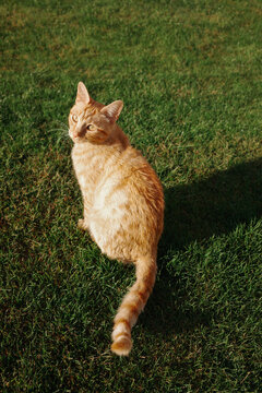 Cat Sits on Green Grass.  Sunny Outdoor