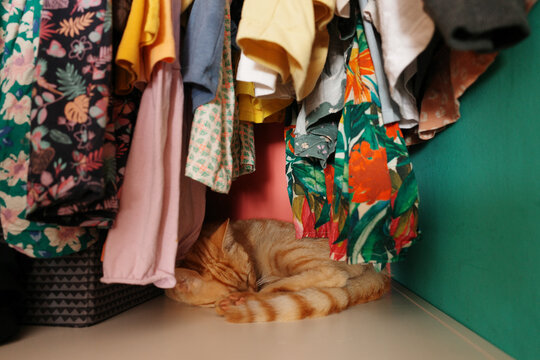 Cat Resting Under Clothes in a Closet During Daytime