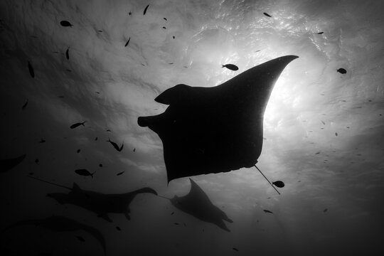 Majestic Giant Manta Ray Gliding Through the Ocean in Monochrome