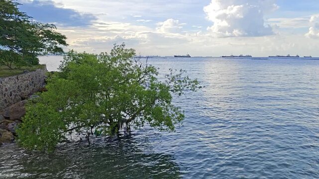 Lone Mangrove Tree Growing in Seawater with Cargo Ships on Horizon in Si Racha Thailand