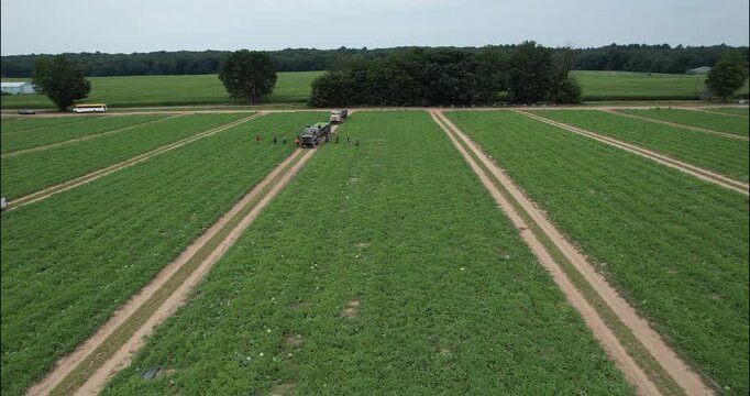 Aerial approach to harvest trucks at the end of a watermelon field